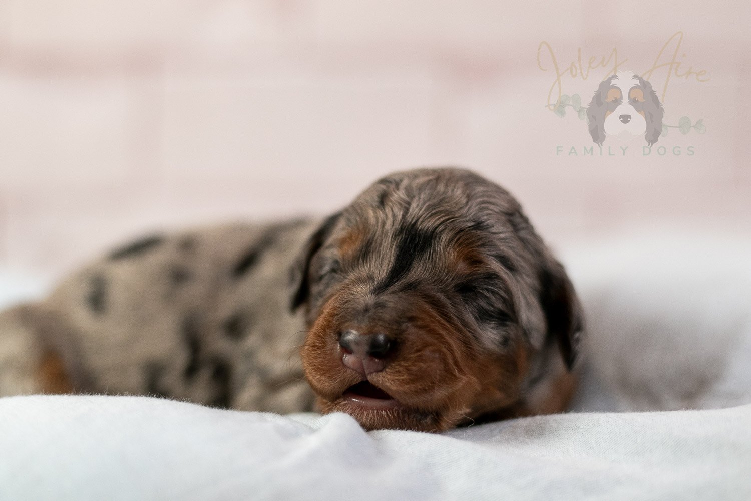 Marilla Bernedoodle Puppy-29.jpg