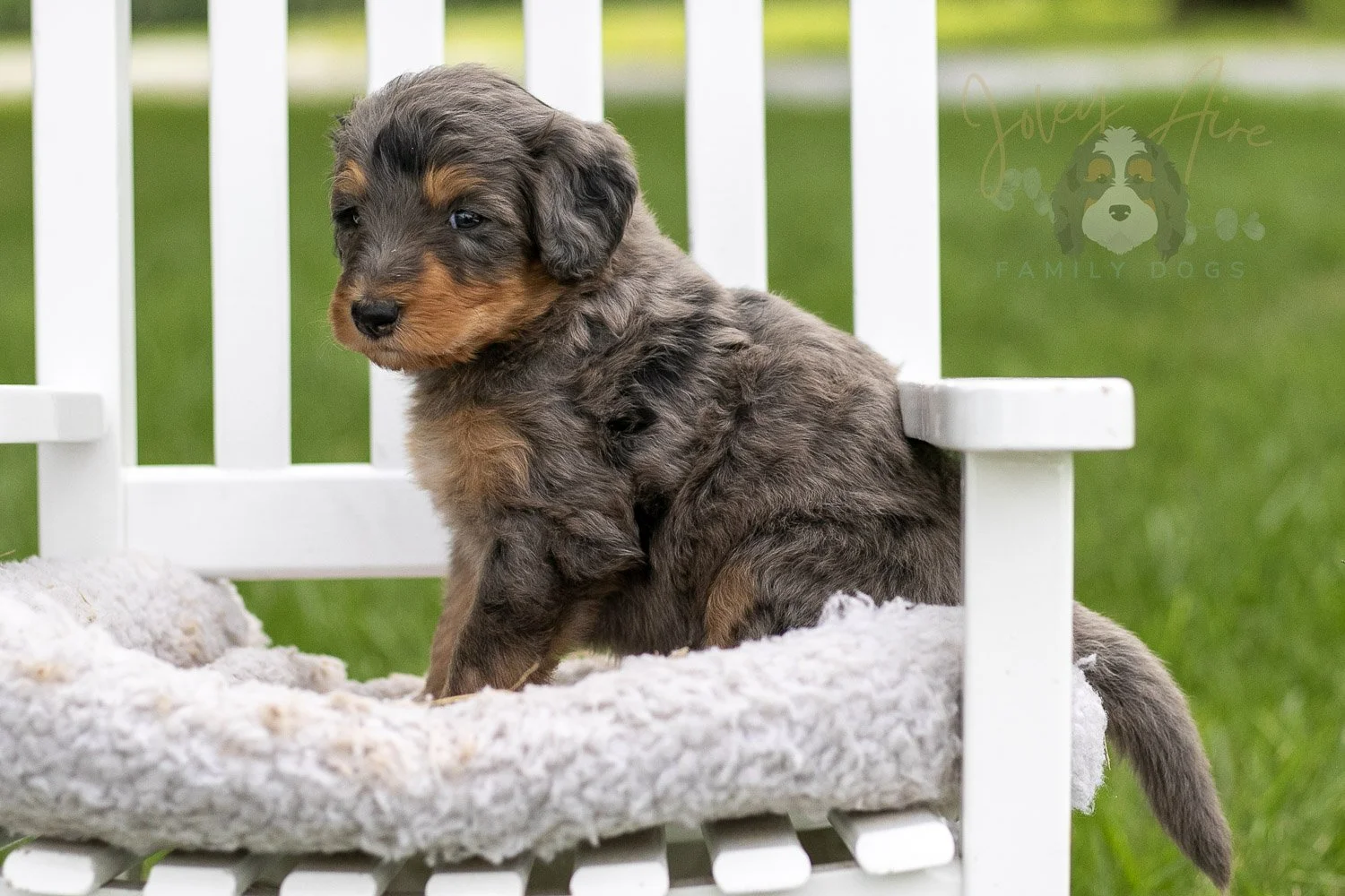 Josie Pye Bernedoodle Puppy-910.jpg