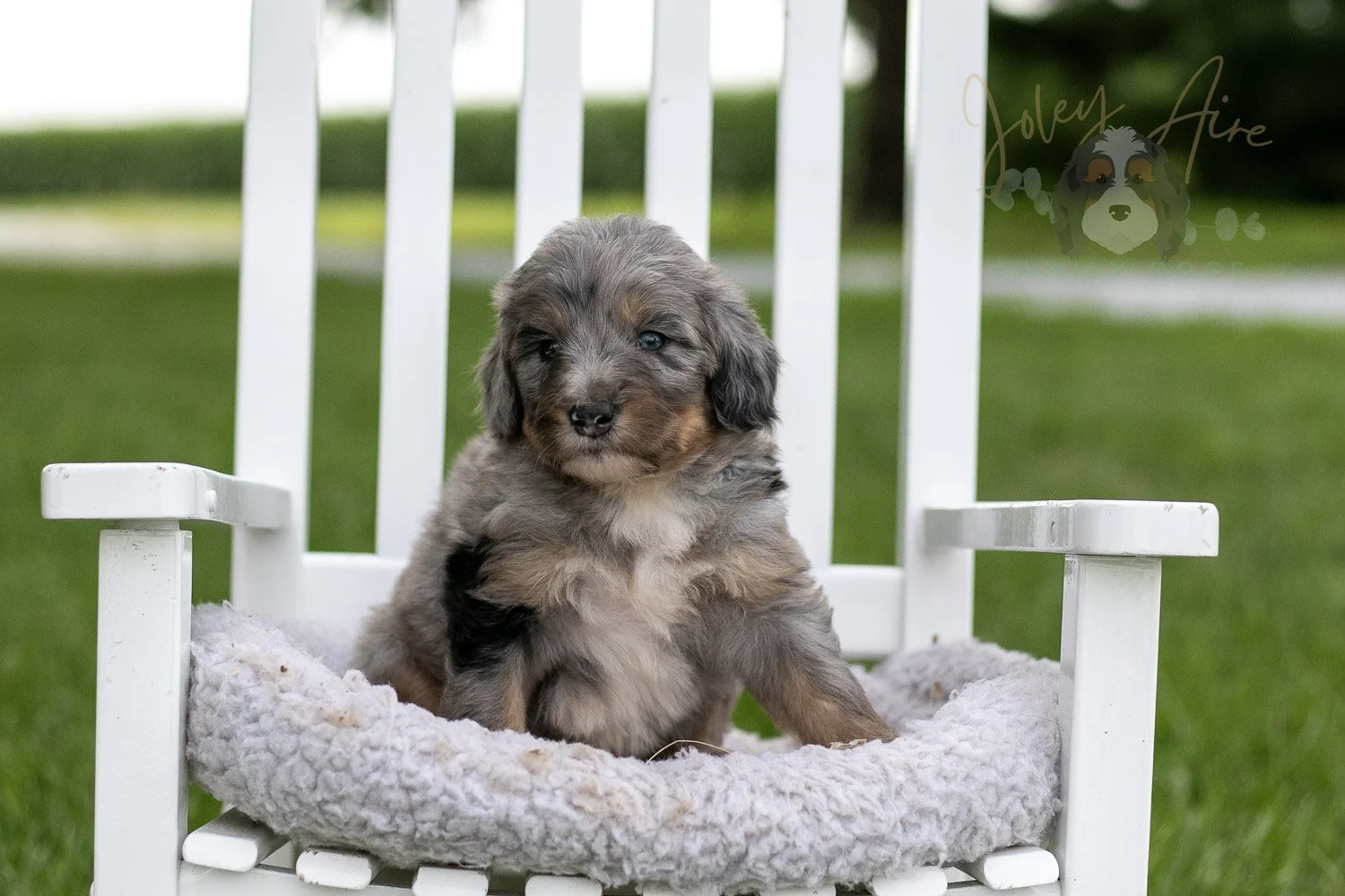 Matthew Cuthbert Bernedoodle Puppy-912.jpg