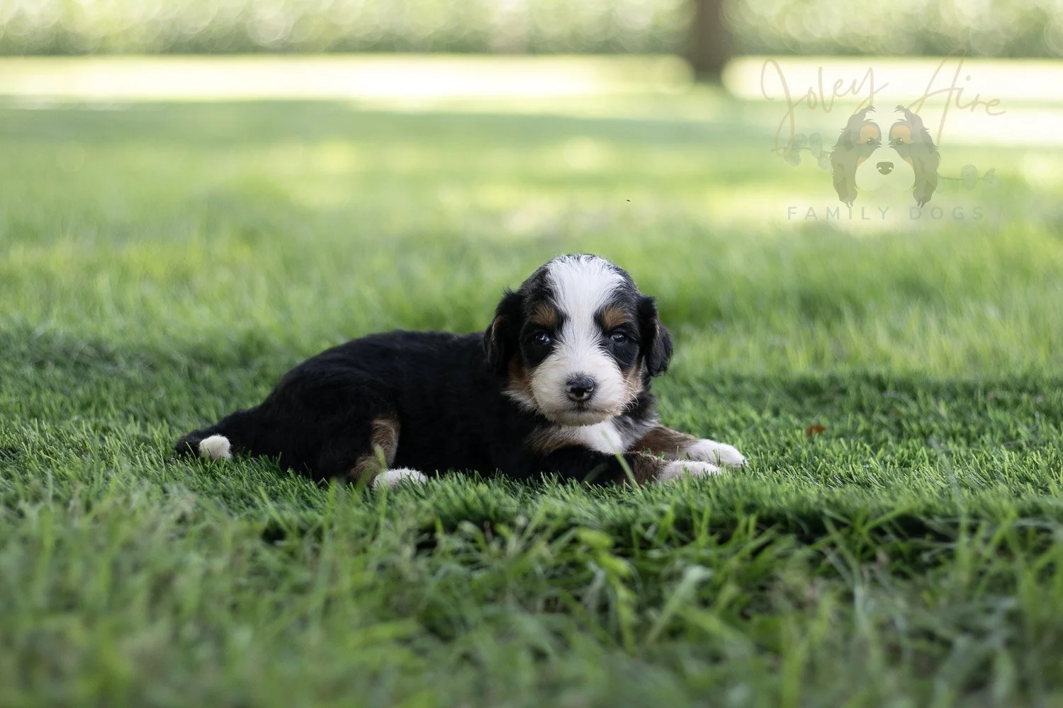 Anne Shirley Bernedoodle Puppy-530.jpg