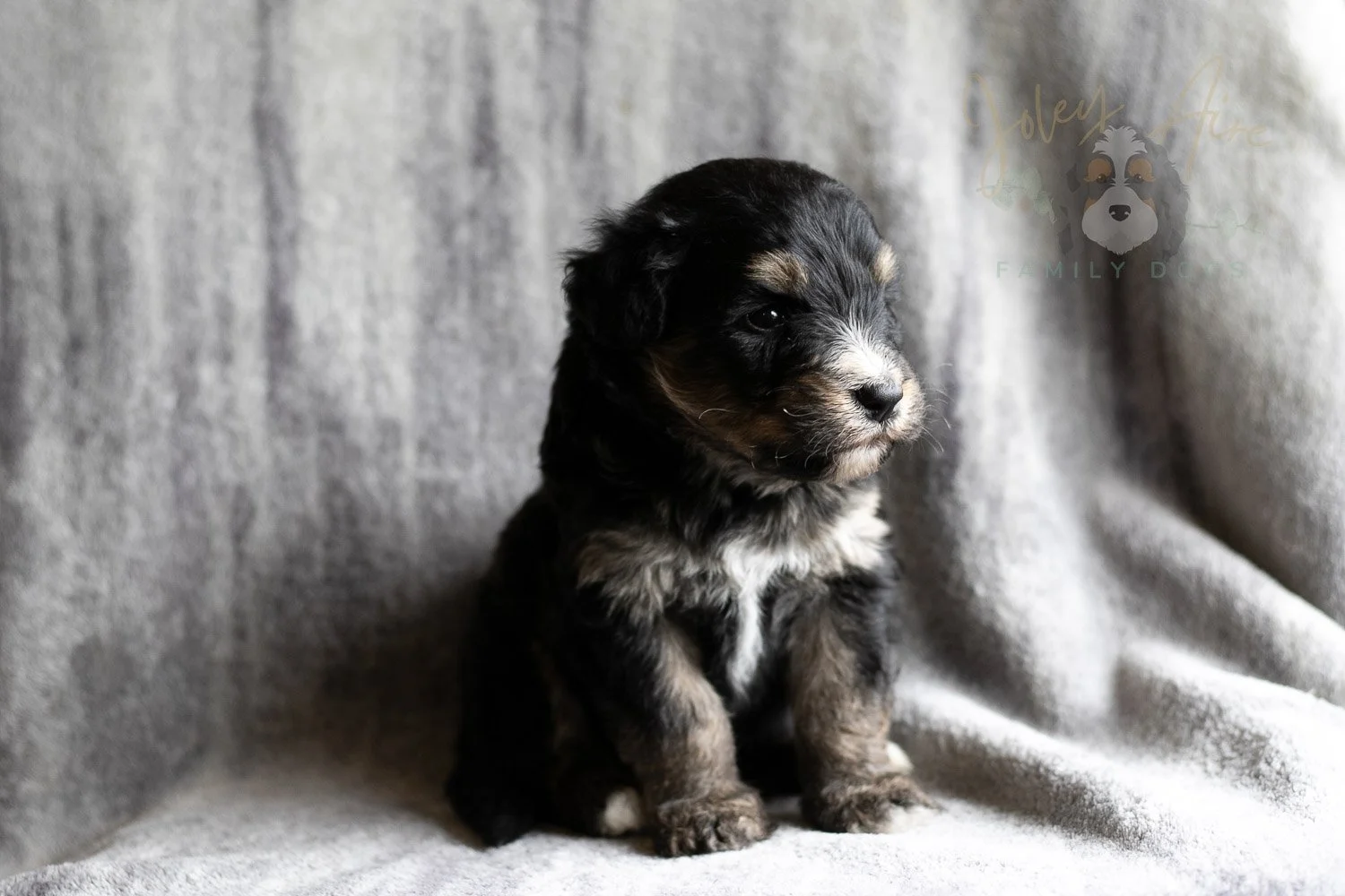 Da Vinci Bernedoodle Puppy-161.jpg