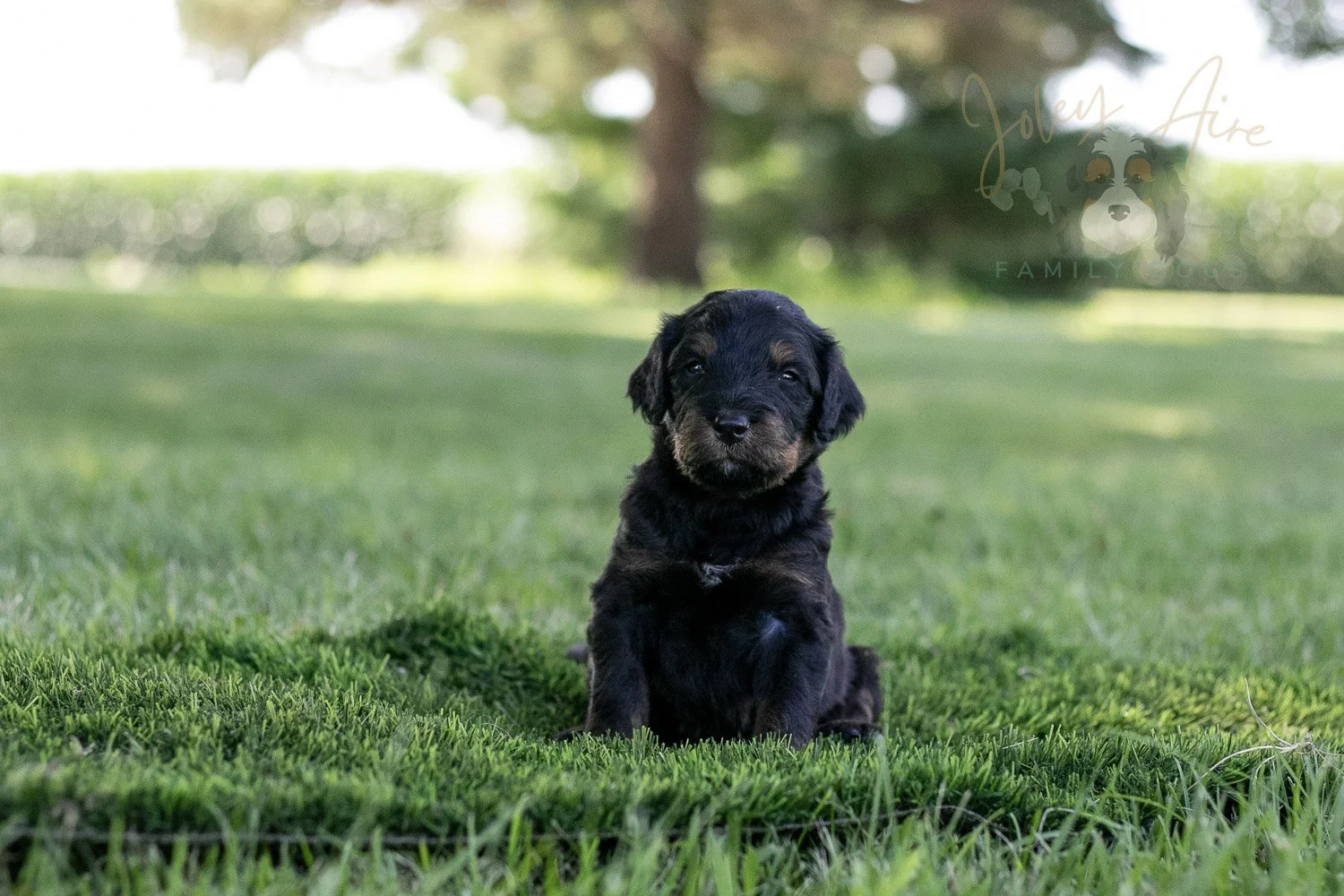 Olympic Bernedoodle Puppy-354.jpg