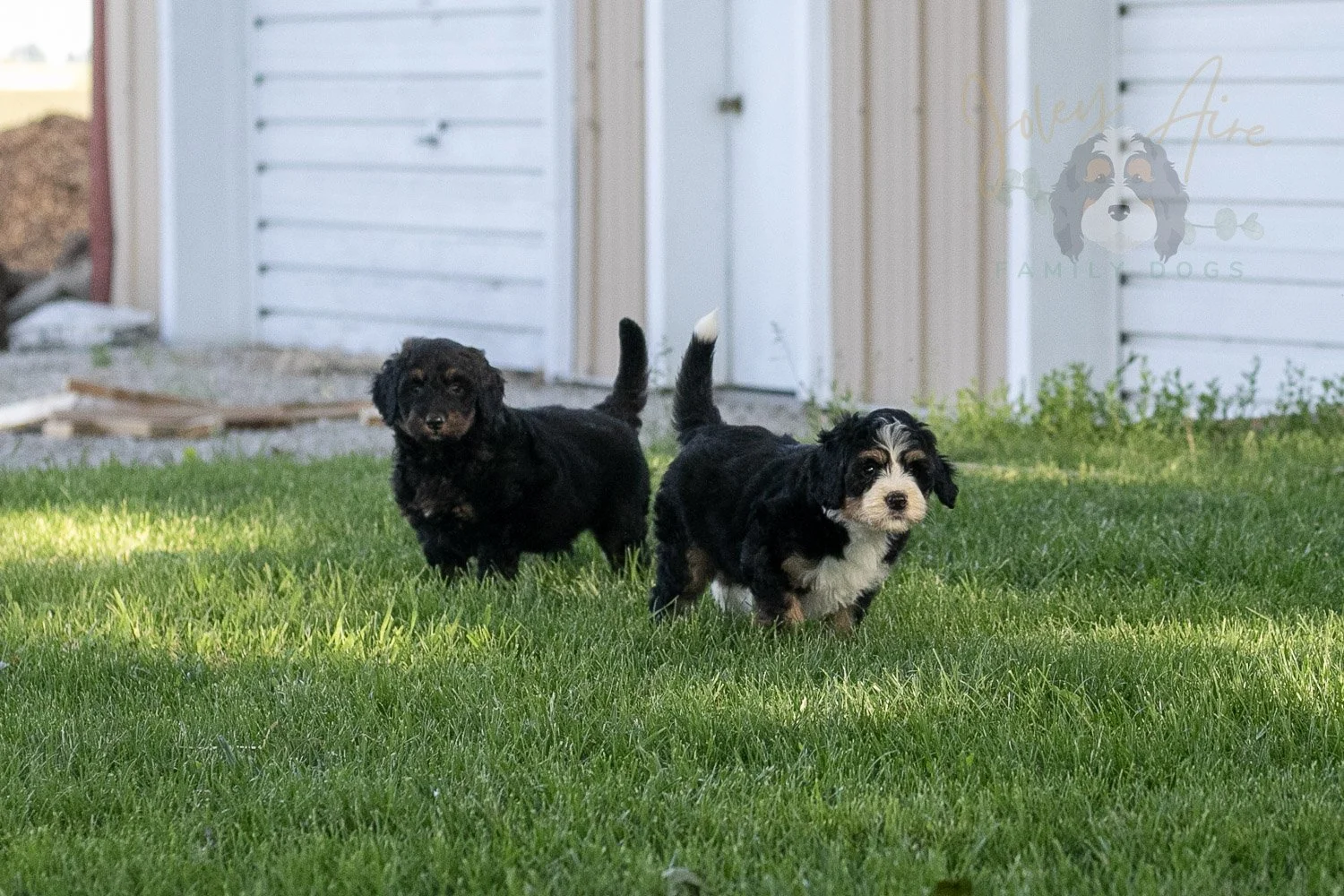 Trumpet Bernedoodle Puppy-1.jpg