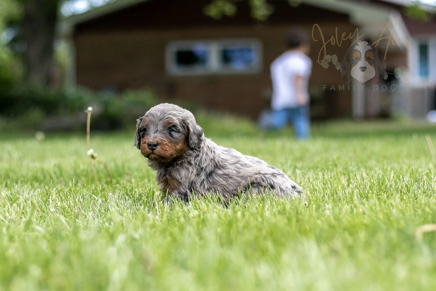 Flute Bernedoodle Puppy-39.jpg