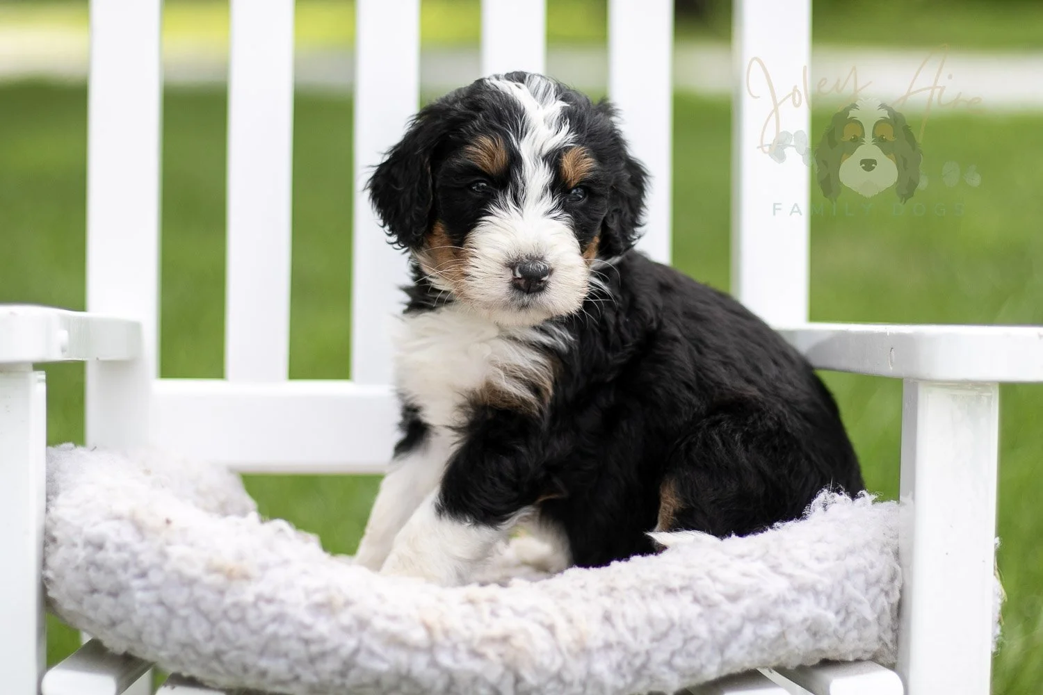 Zion Bernedoodle Puppy-809.jpg