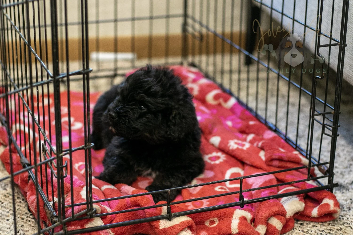 Andy Bernedoodle Puppy-288.jpg