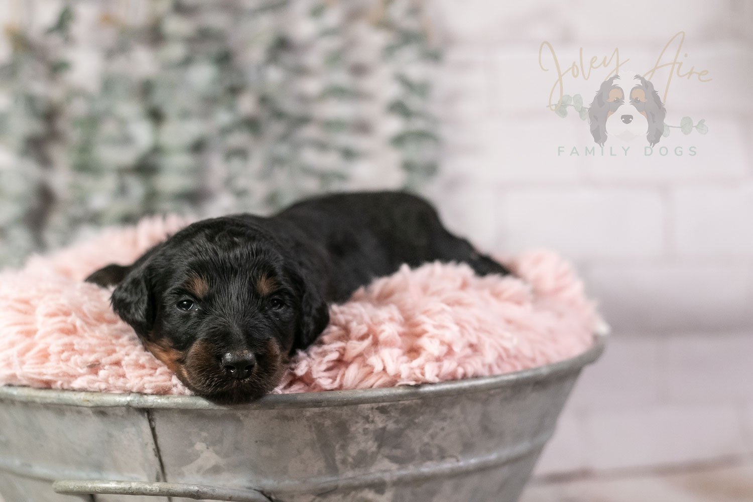 Piano Bernedoodle Puppy-1.jpg