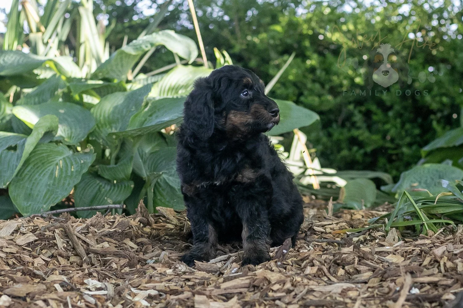 Piano Bernedoodle Puppy-14.jpg