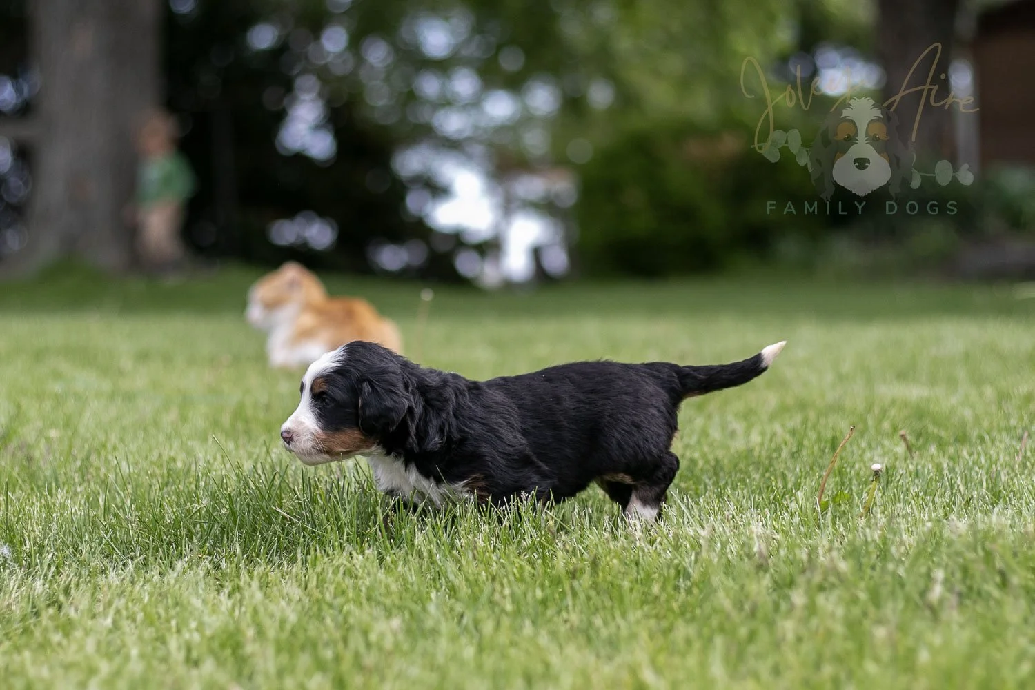 Harmonica Bernedoodle Puppy-29.jpg