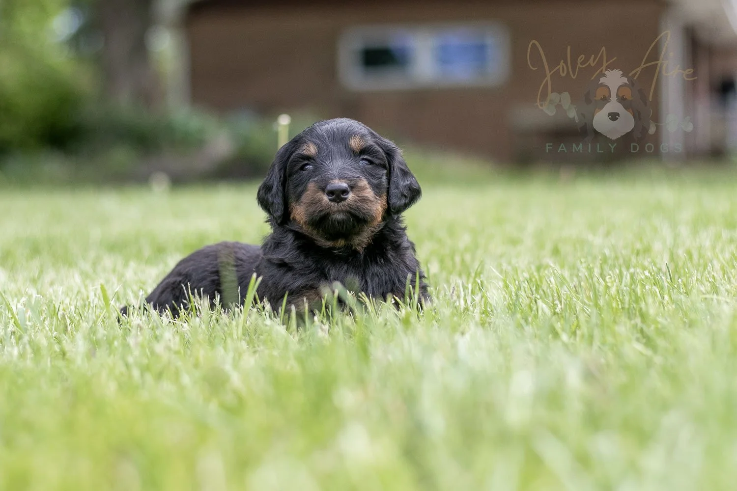 Piano Bernedoodle Puppy-29.jpg
