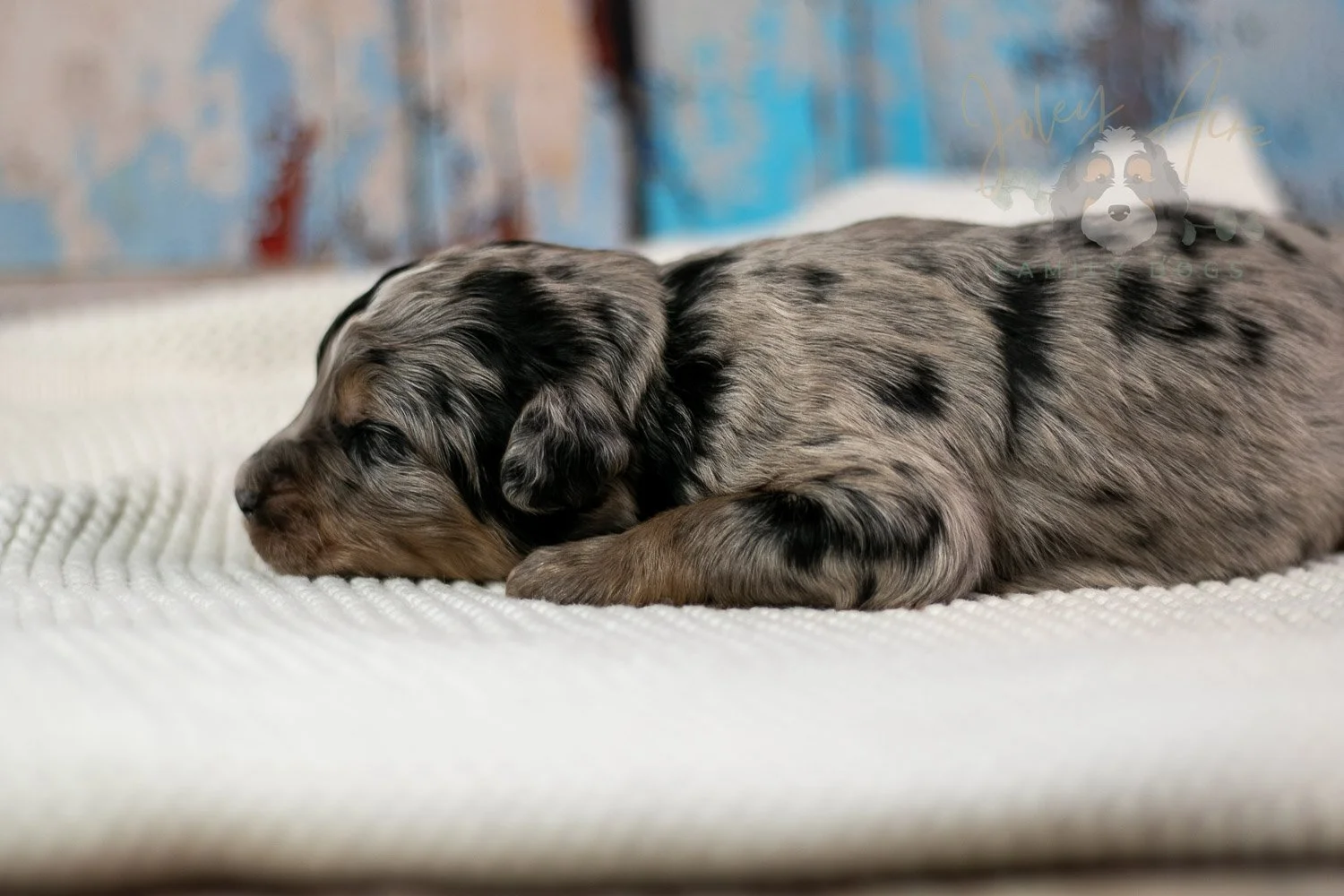 Frida Bernedoodle Puppy-203.jpg