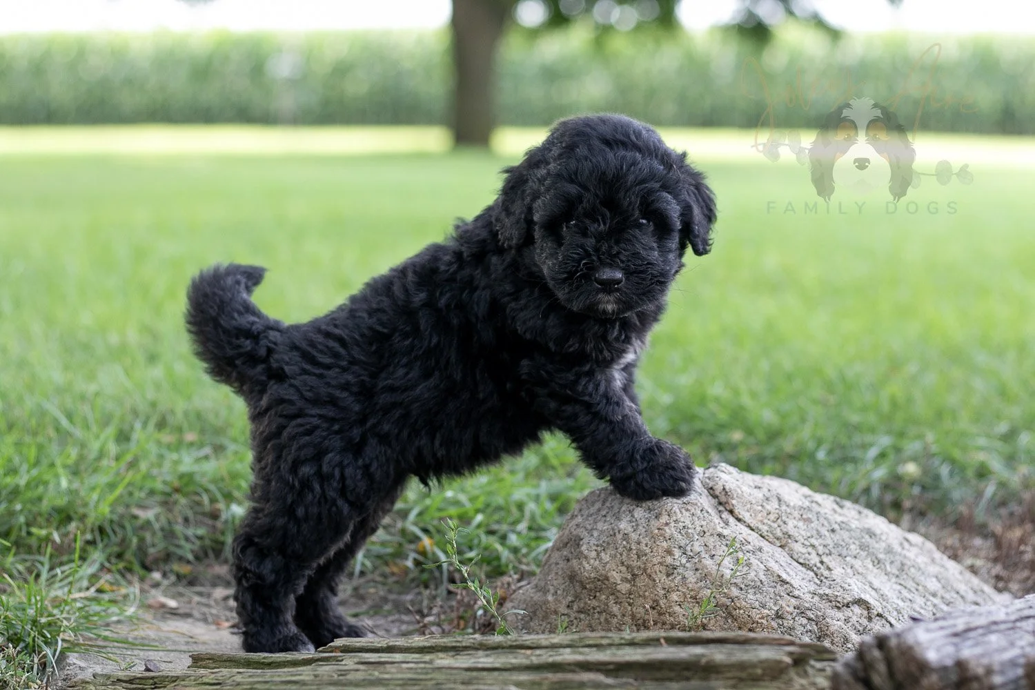 Claude Bernedoodle Puppy-126.jpg