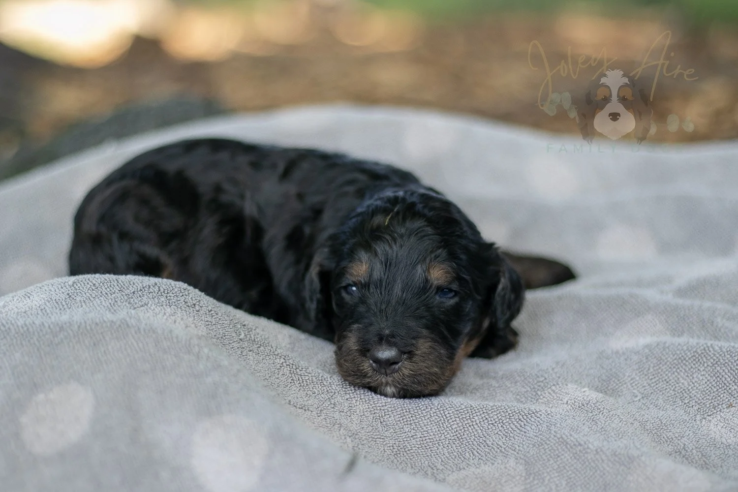 Acadia Bernedoodle Puppy-82.jpg