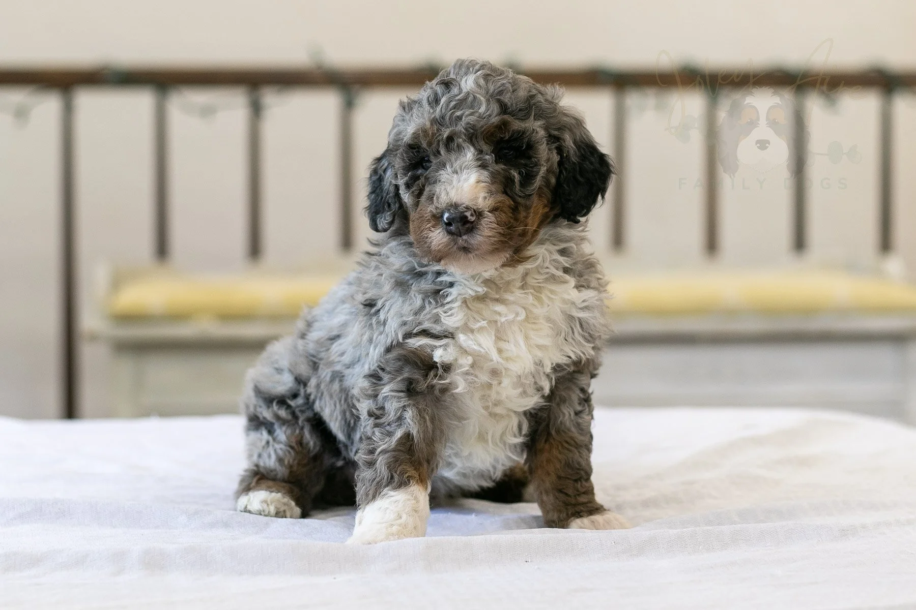 Samwise 🔴 Reserved