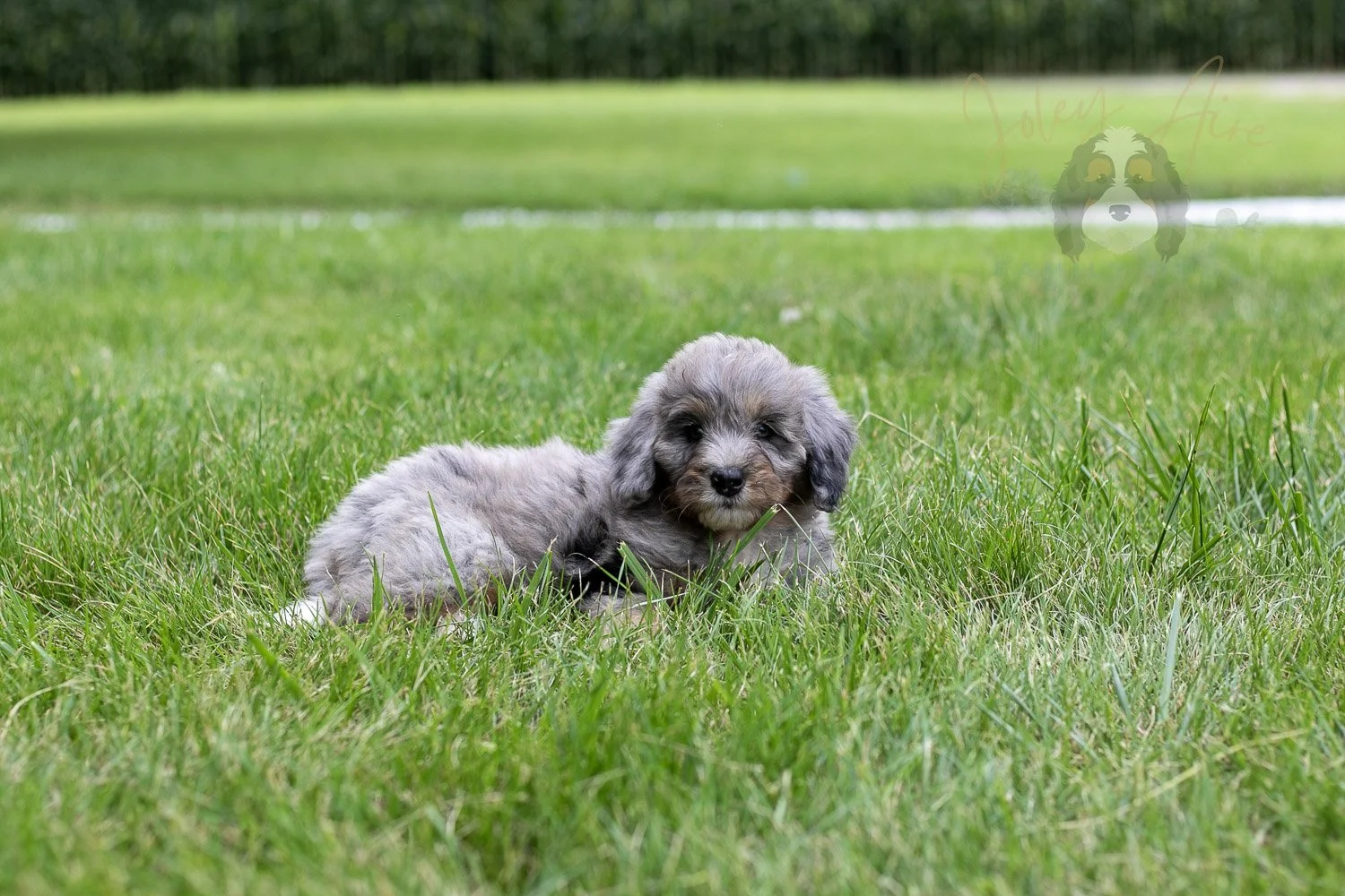 Matthew Bernedoodle Puppy-56.jpg