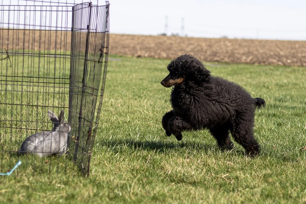 Pixie 5 months old-29.jpg