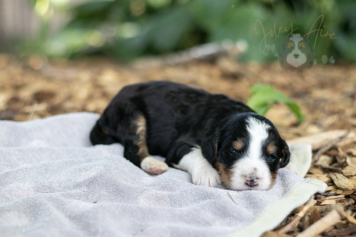 Zion Bernedoodle Puppy-98.jpg