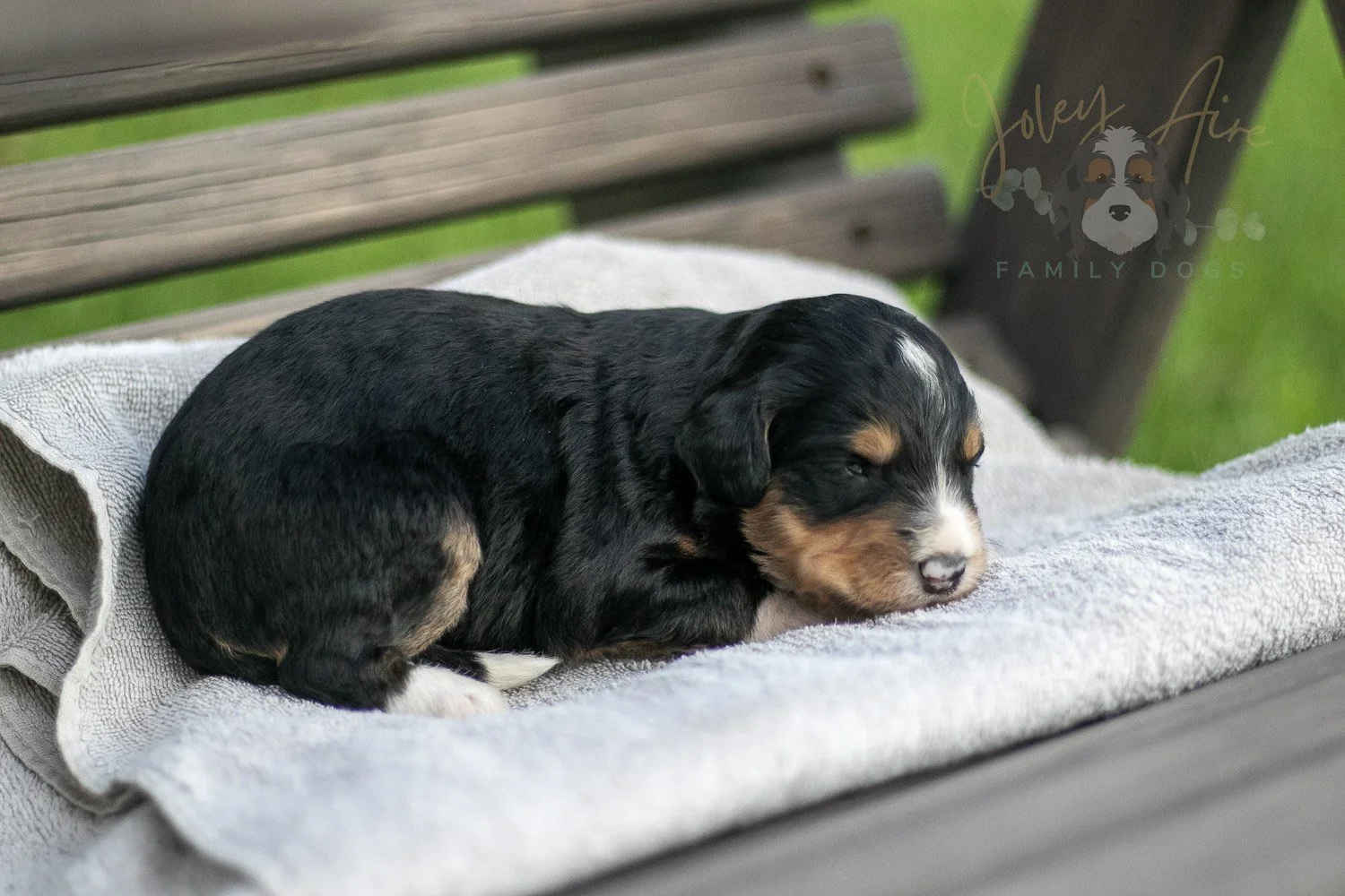 Walter Shirley Bernedoodle Puppy-35.jpg