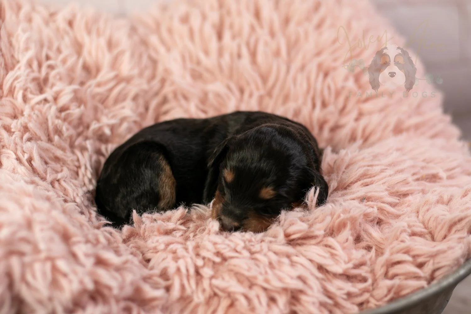 Mini Mae Bernedoodle Puppy-11.jpg