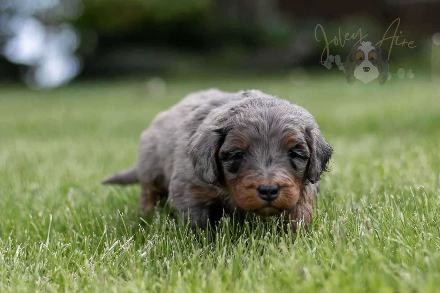 Flute Bernedoodle Puppy-33.jpg