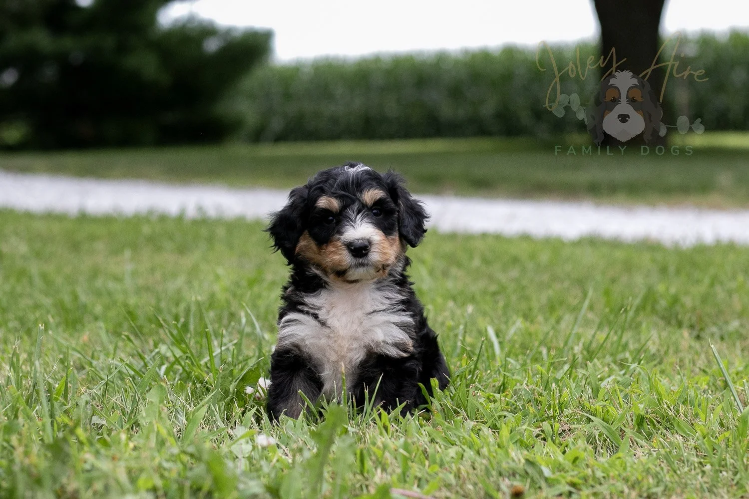 Walter Shirley  Bernedoodle Puppy-15.jpg