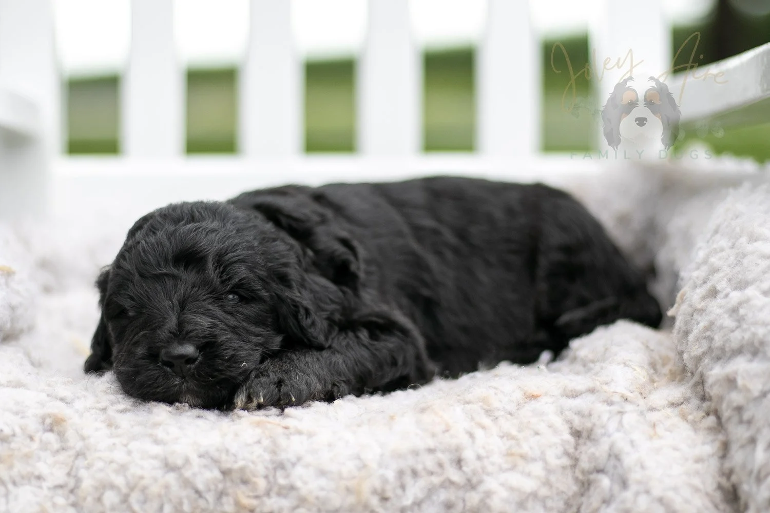 Claude Monet Bernedoodle Puppy-752.jpg