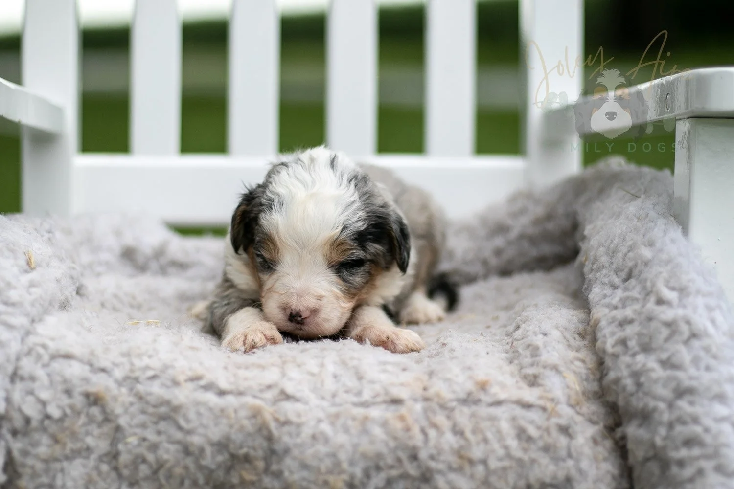Pablo Picasso Bernedoodle Puppy-694.jpg