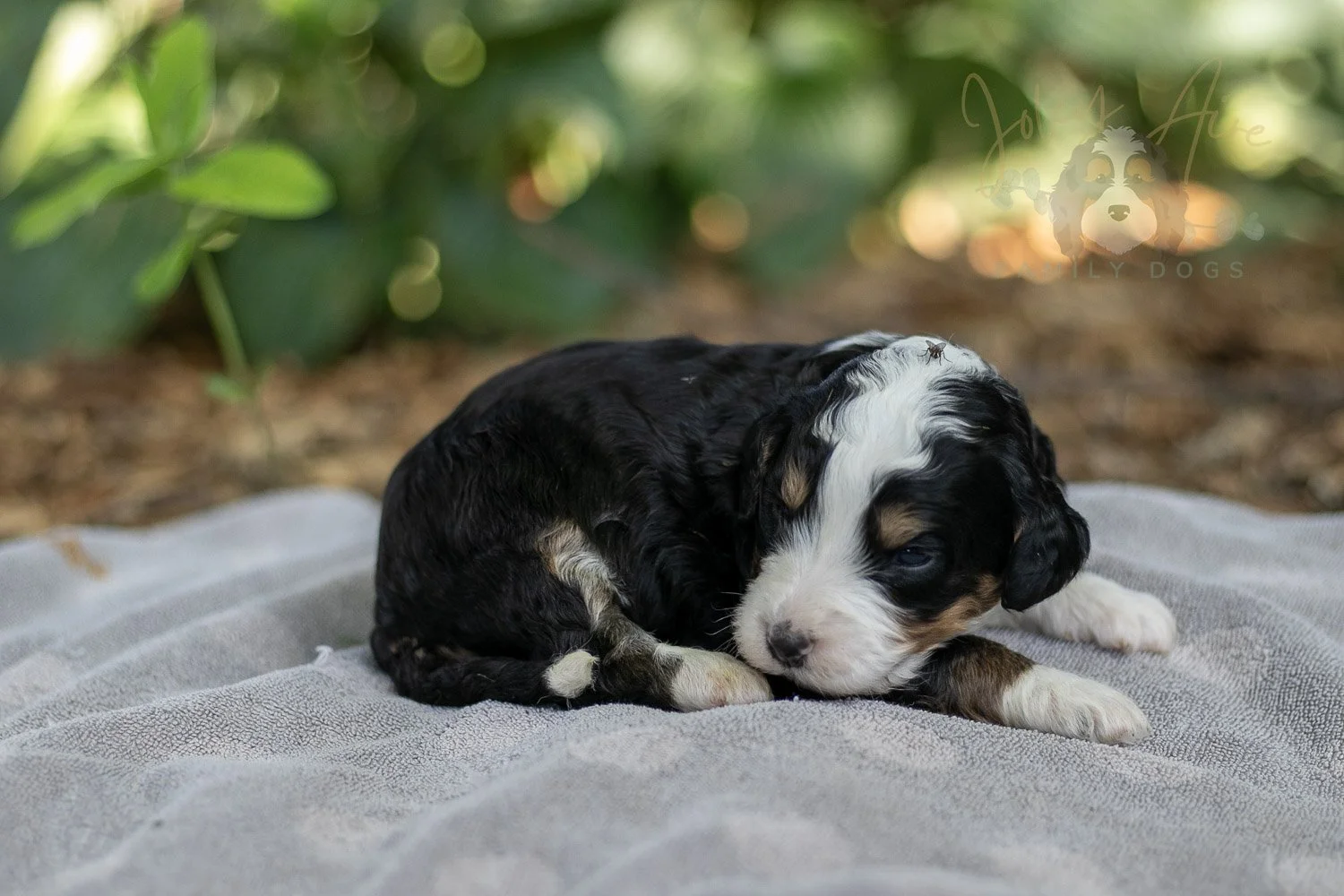 Yellowstone Bernedoodle Puppy-166.jpg