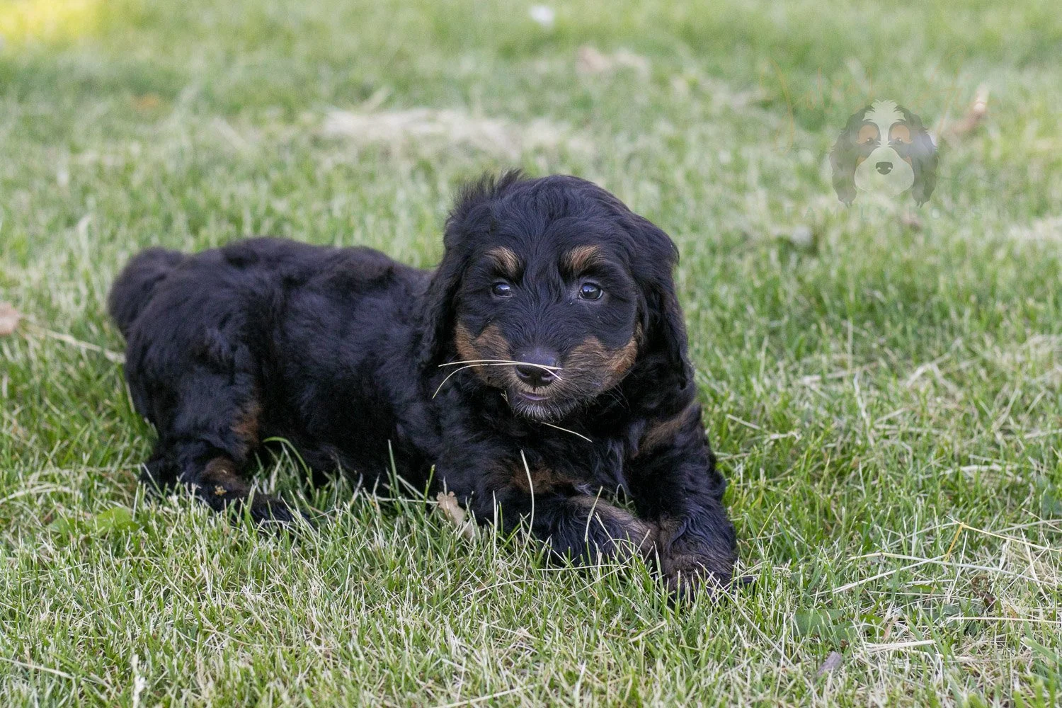 Piano Bernedoodle Puppy-23.jpg