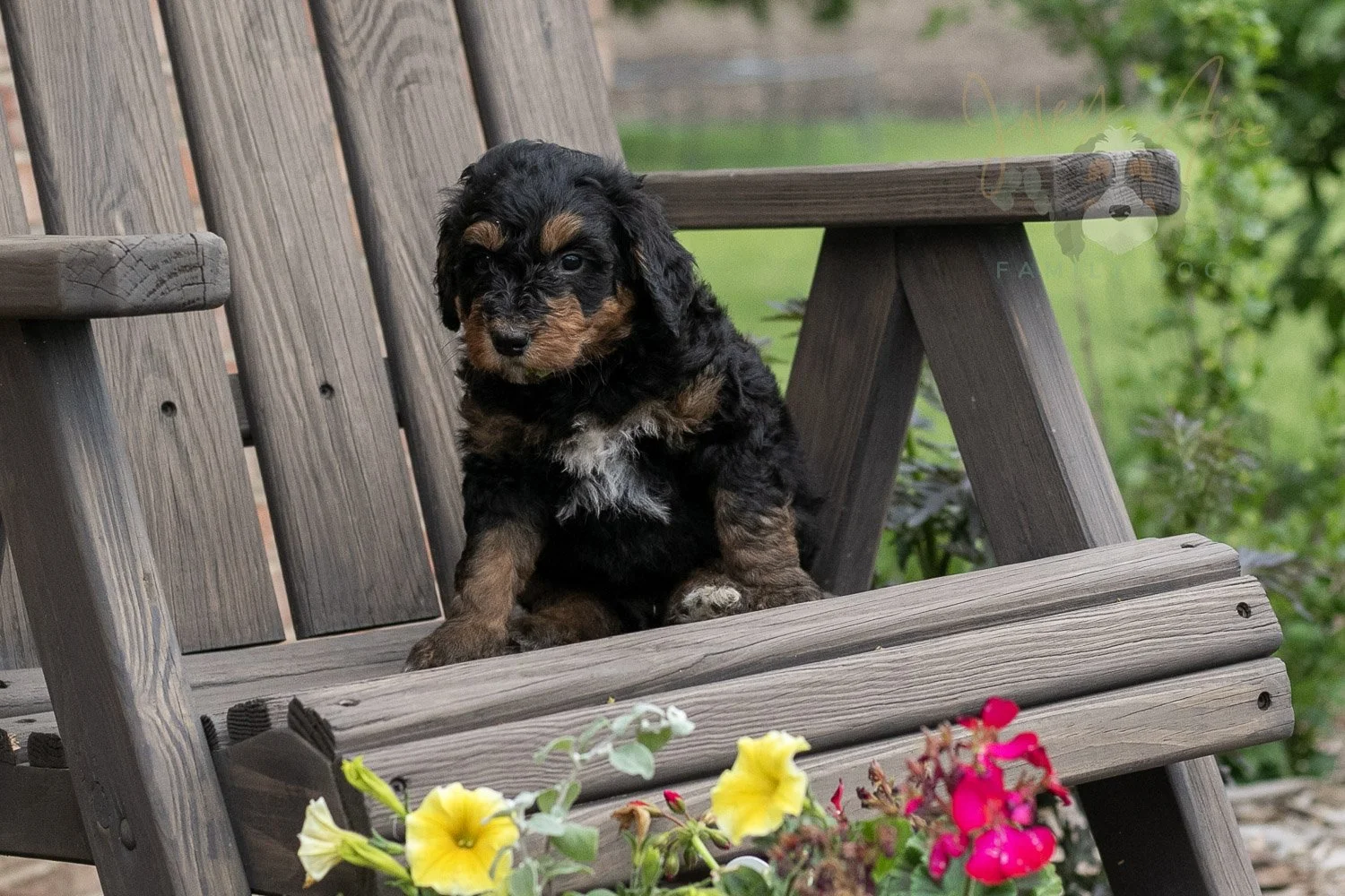 Banjo Bernedoodle Puppy-1.jpg