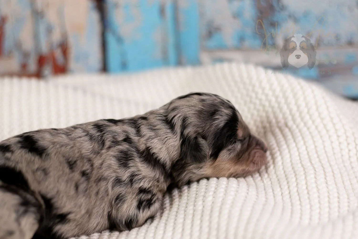 Mary Cassatt Bernedoodle Puppy-087.jpg