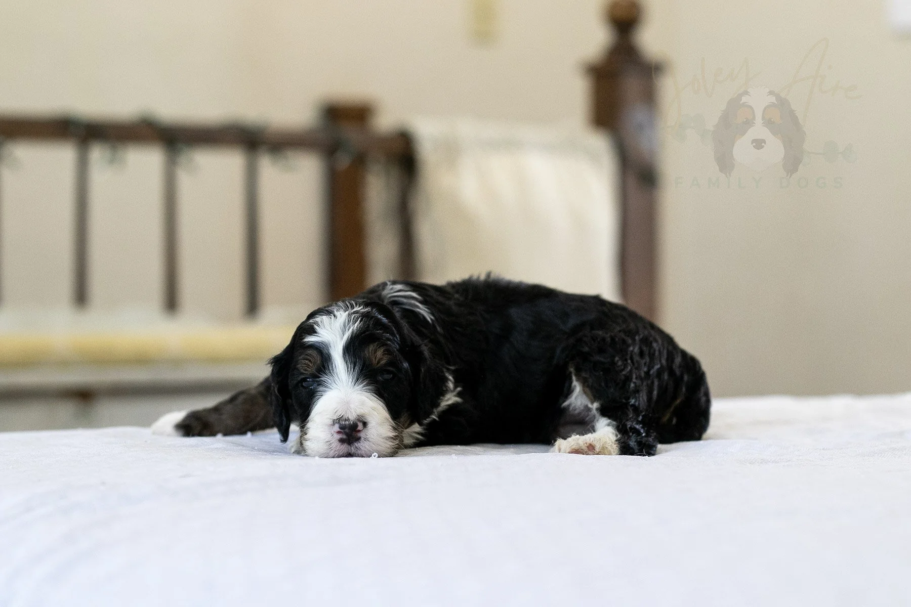 Belle  Bernedoodle Puppy-09.jpg