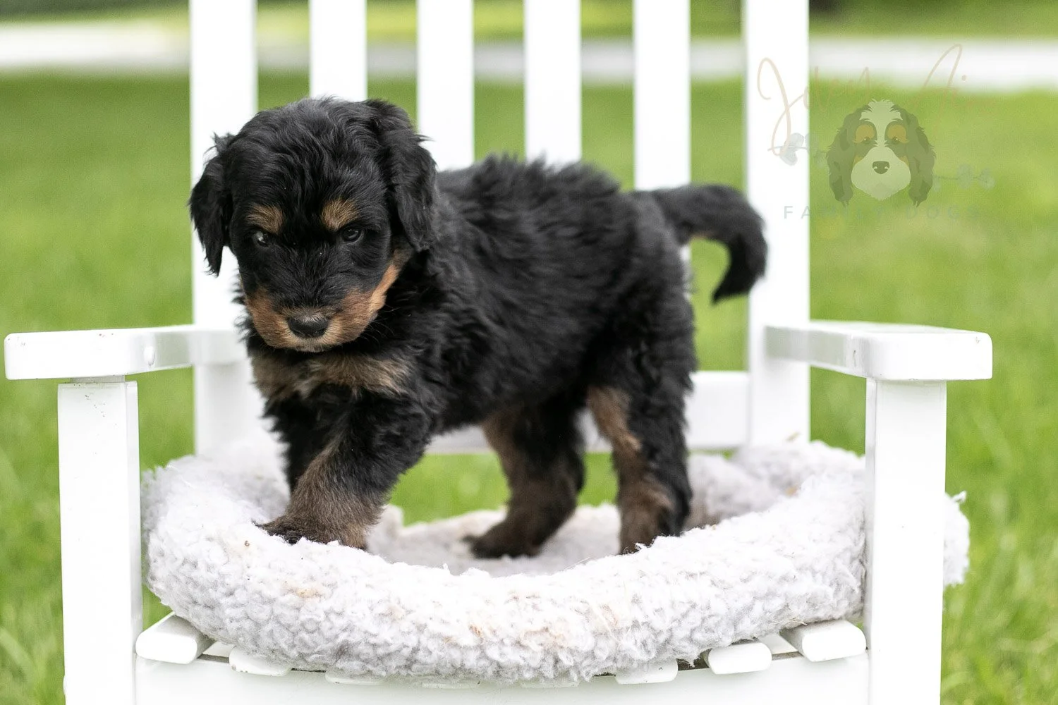 Gilbert Bernedoodle Puppy-873.jpg