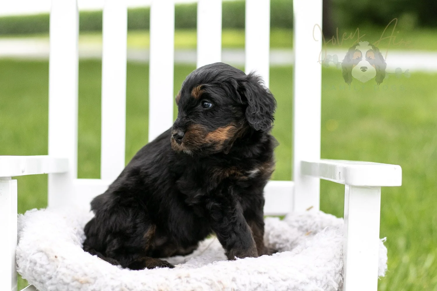Olympic Bernedoodle Puppy-852.jpg