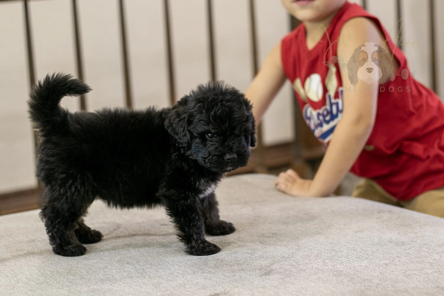 Andy Bernedoodle Puppy-277.jpg