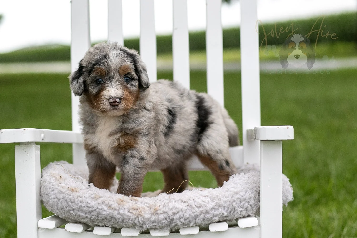 Rachel Lynde Bernedoodle Puppy-1001.jpg