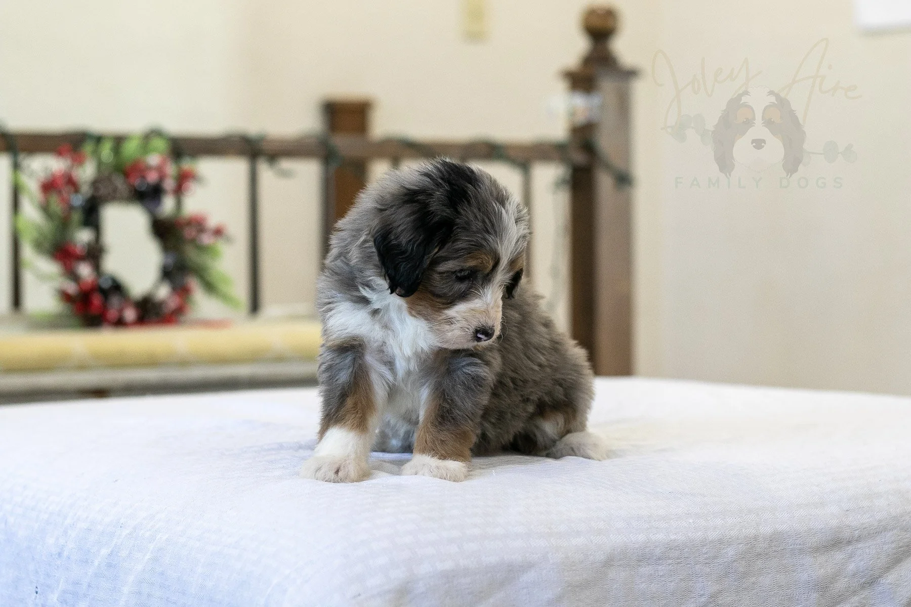 Fuji Bernedoodle Puppy-02.jpg