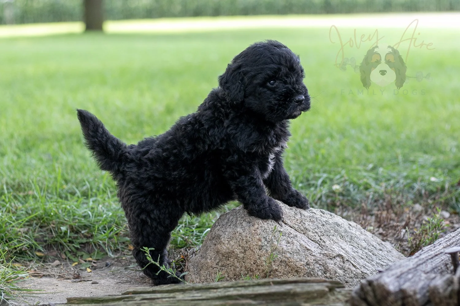 Claude Bernedoodle Puppy-121.jpg