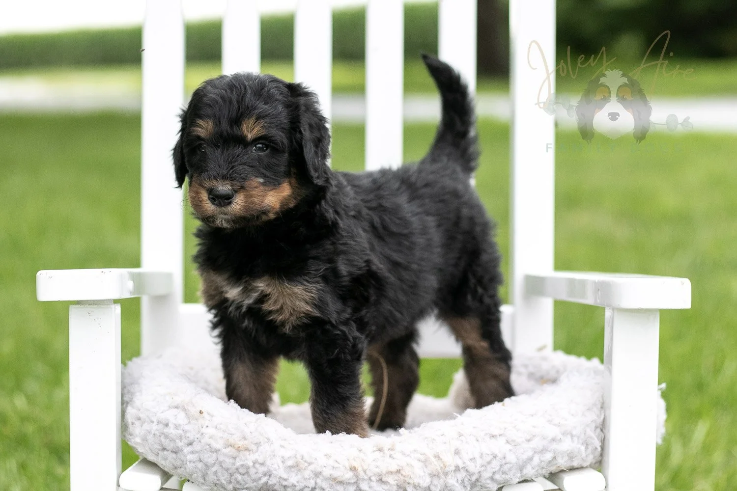 Gilbert Bernedoodle Puppy-877.jpg