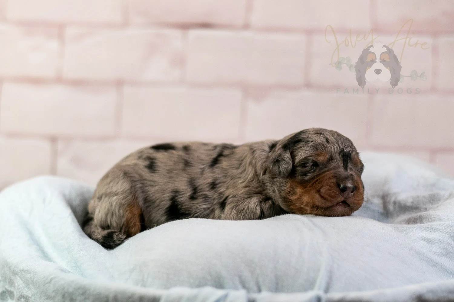 Marilla Bernedoodle Puppy-32.jpg