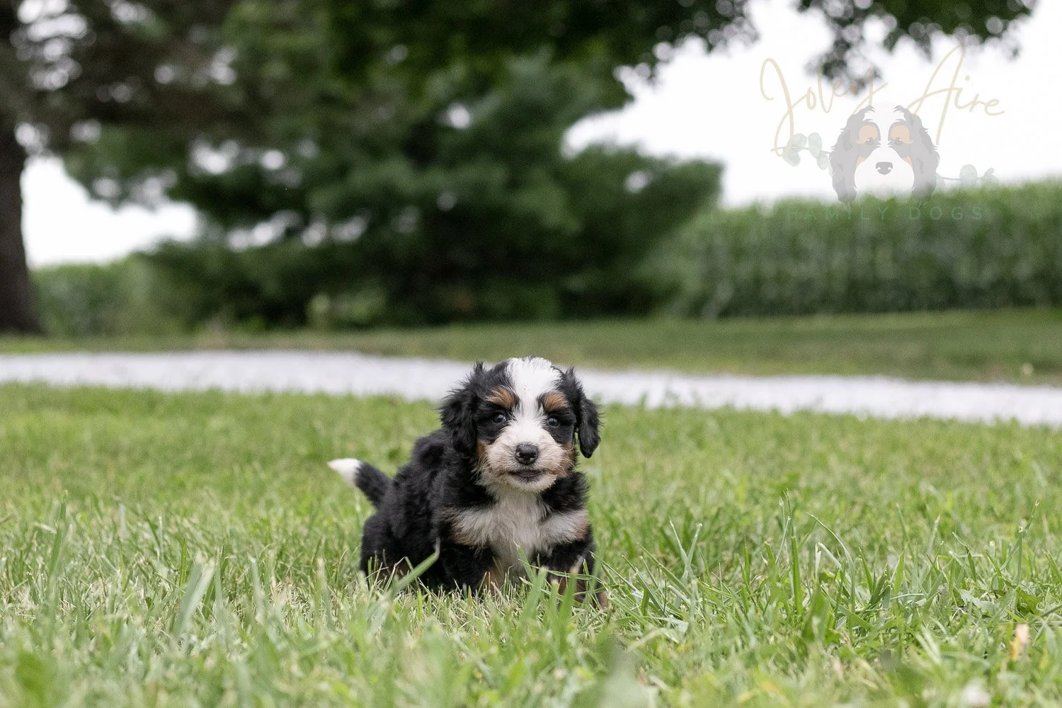 Anne Shirley Bernedoodle Puppy-103.jpg