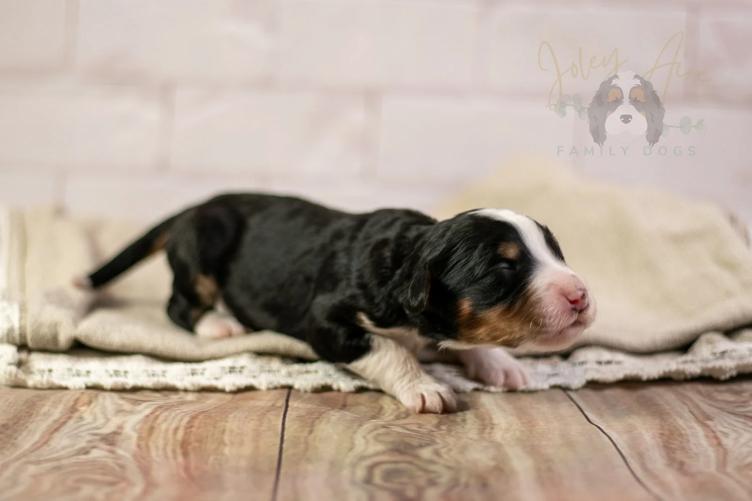 Zion Bernedoodle Puppy-126.jpg