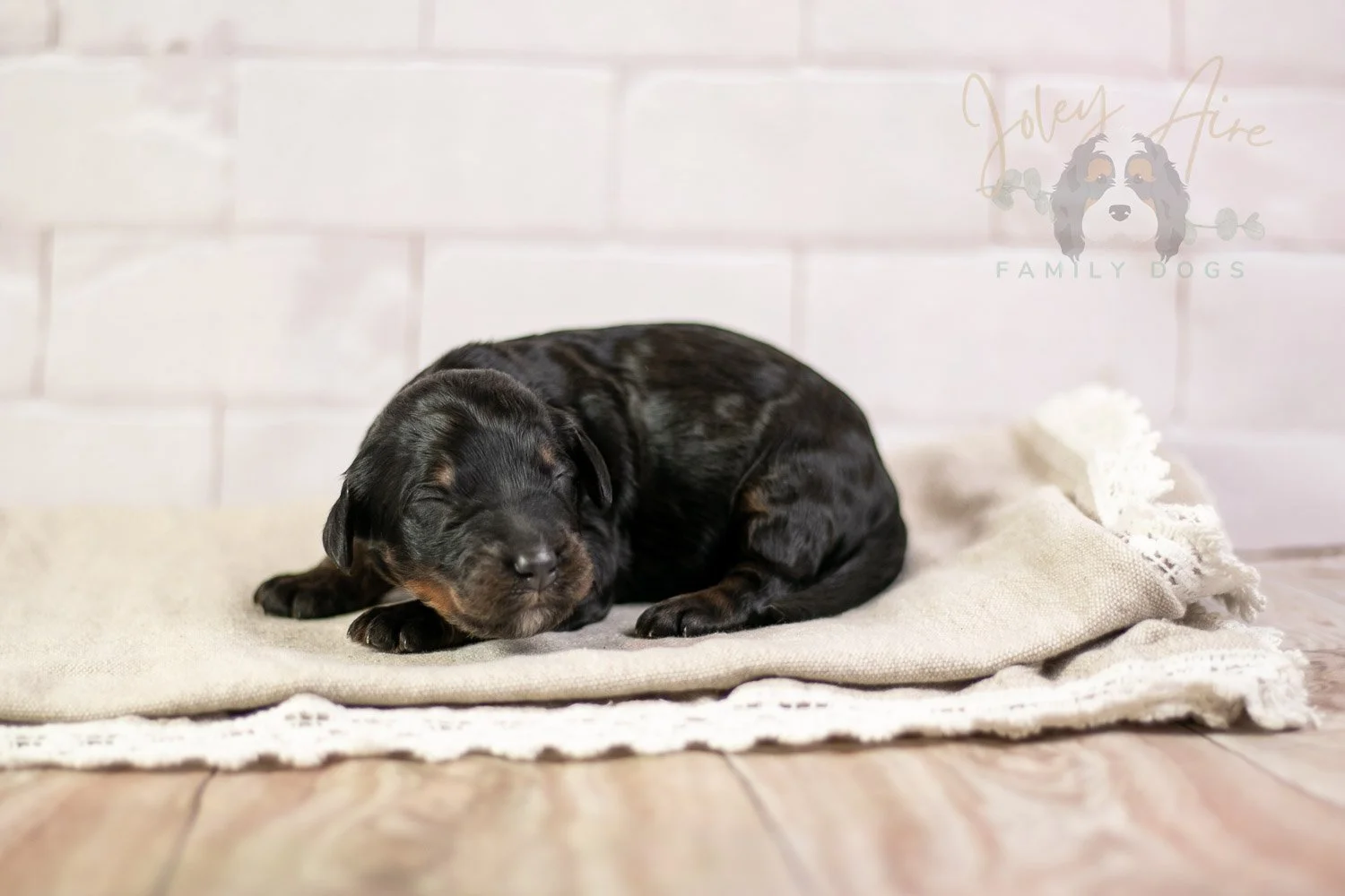 Denali Bernedoodle Puppy-149.jpg
