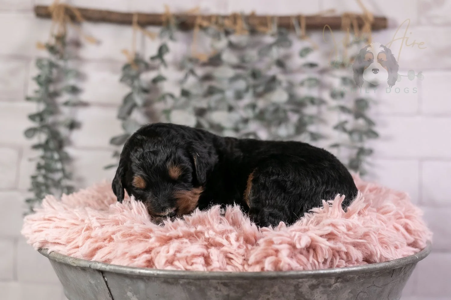 Banjo Bernedoodle Puppy-28.jpg