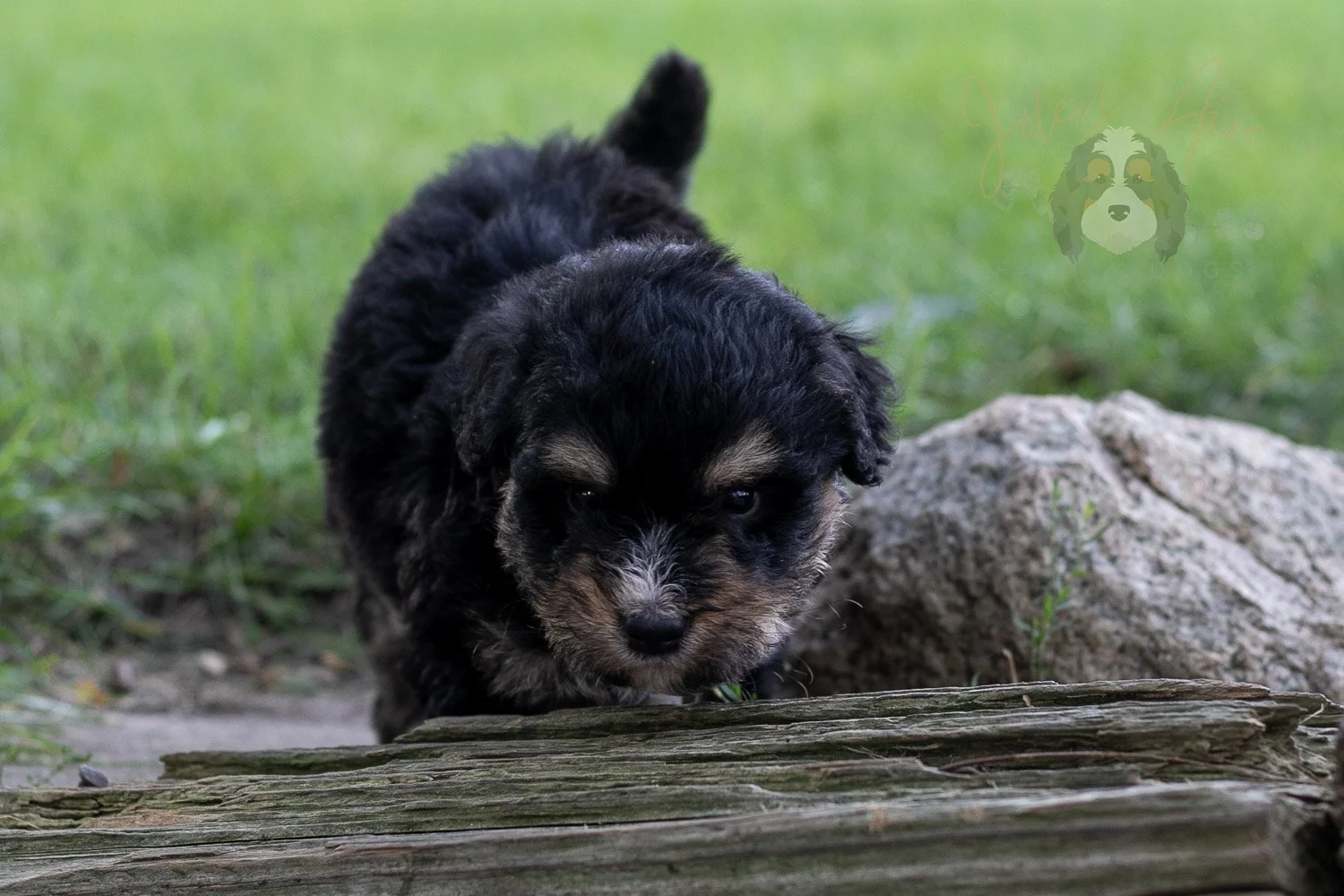 Da Vinci  Bernedoodle Puppy-188.jpg