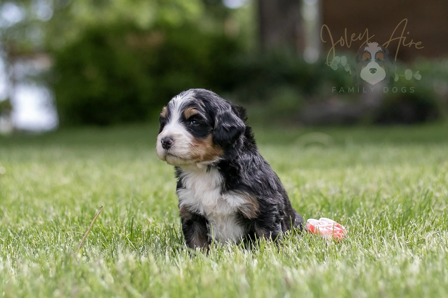Trumpet Bernedoodle Puppy-24.jpg
