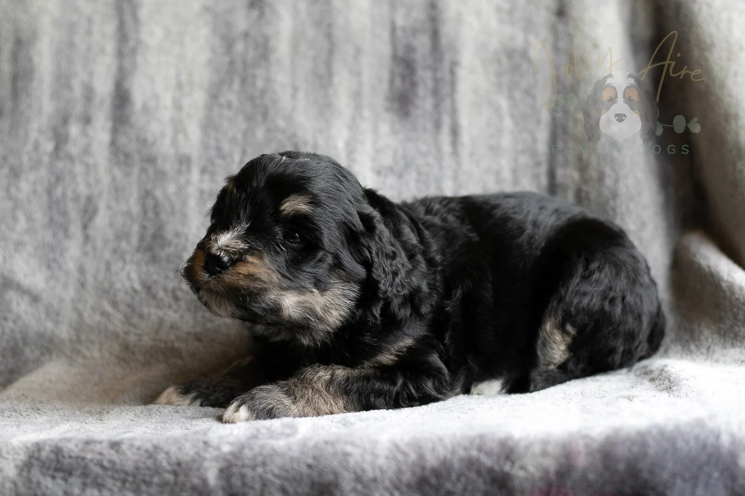 Georgia Bernedoodle Puppy-184.jpg