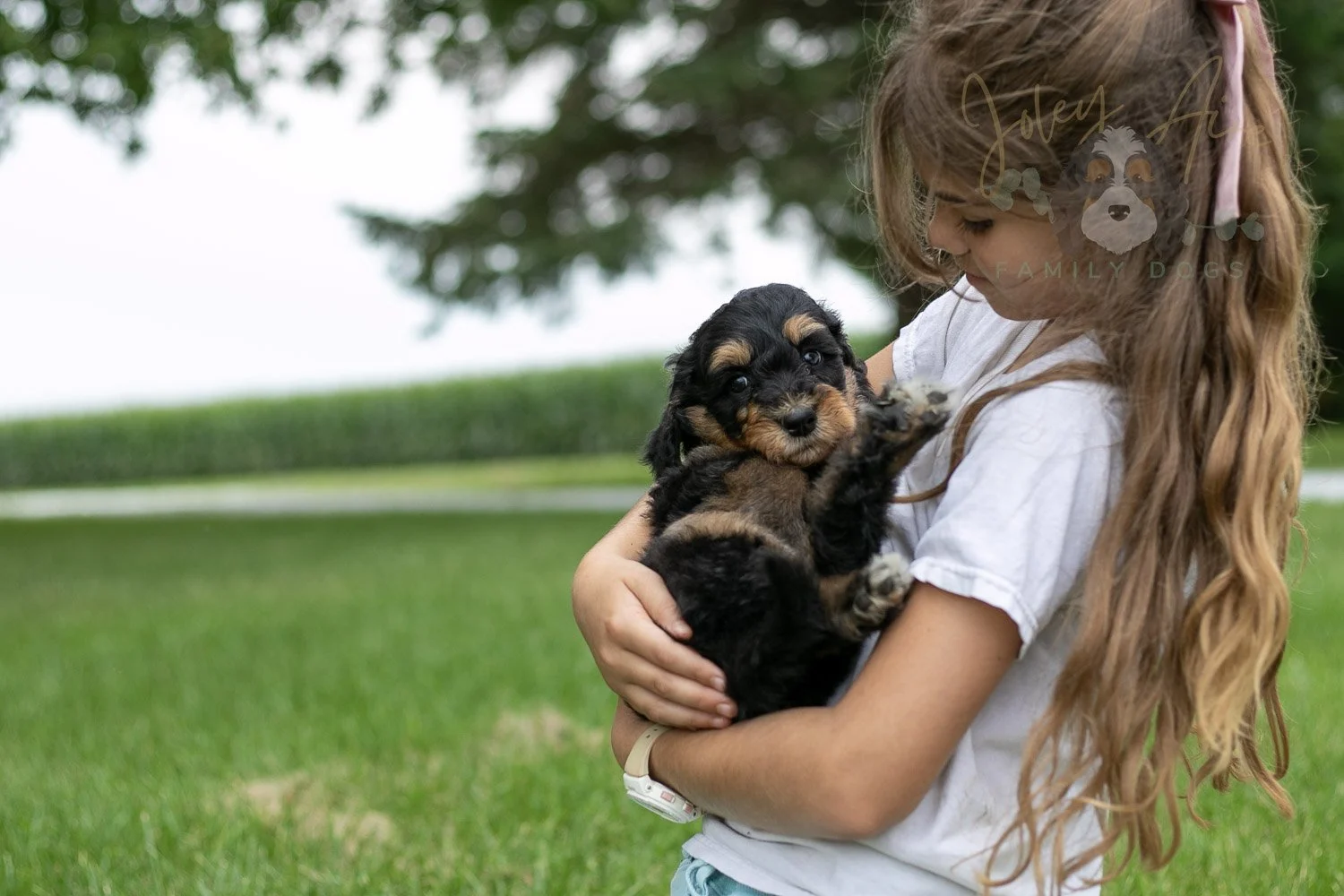 Mini Mae Bernedoodle Puppy-18.jpg