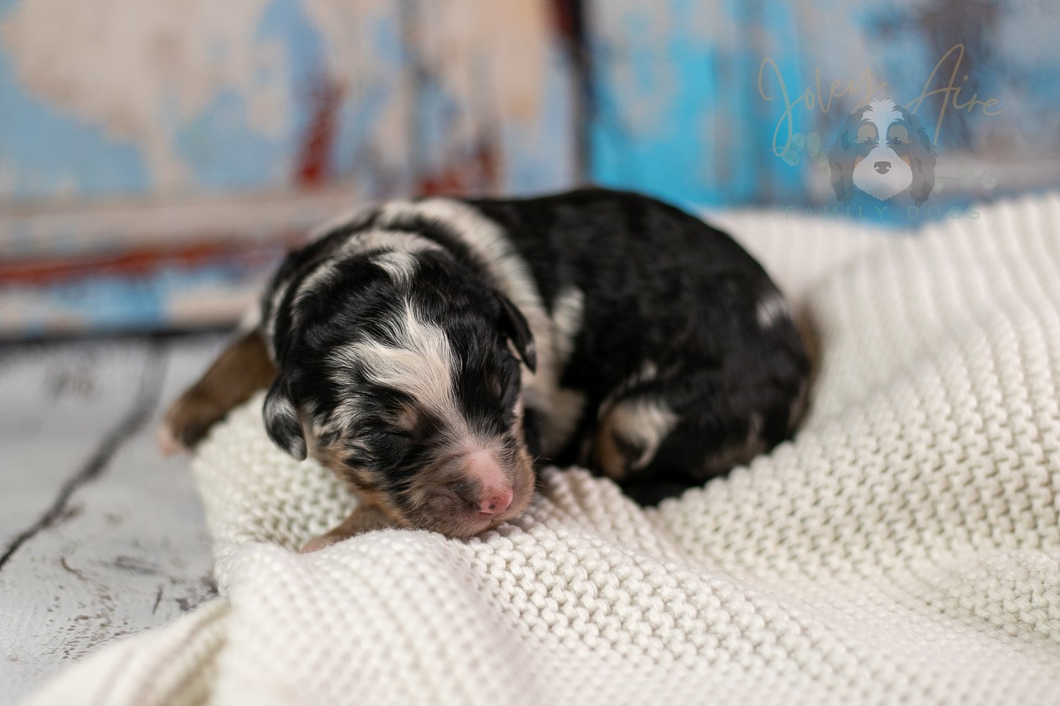 Artemisia Bernedoodle Puppy-155.jpg