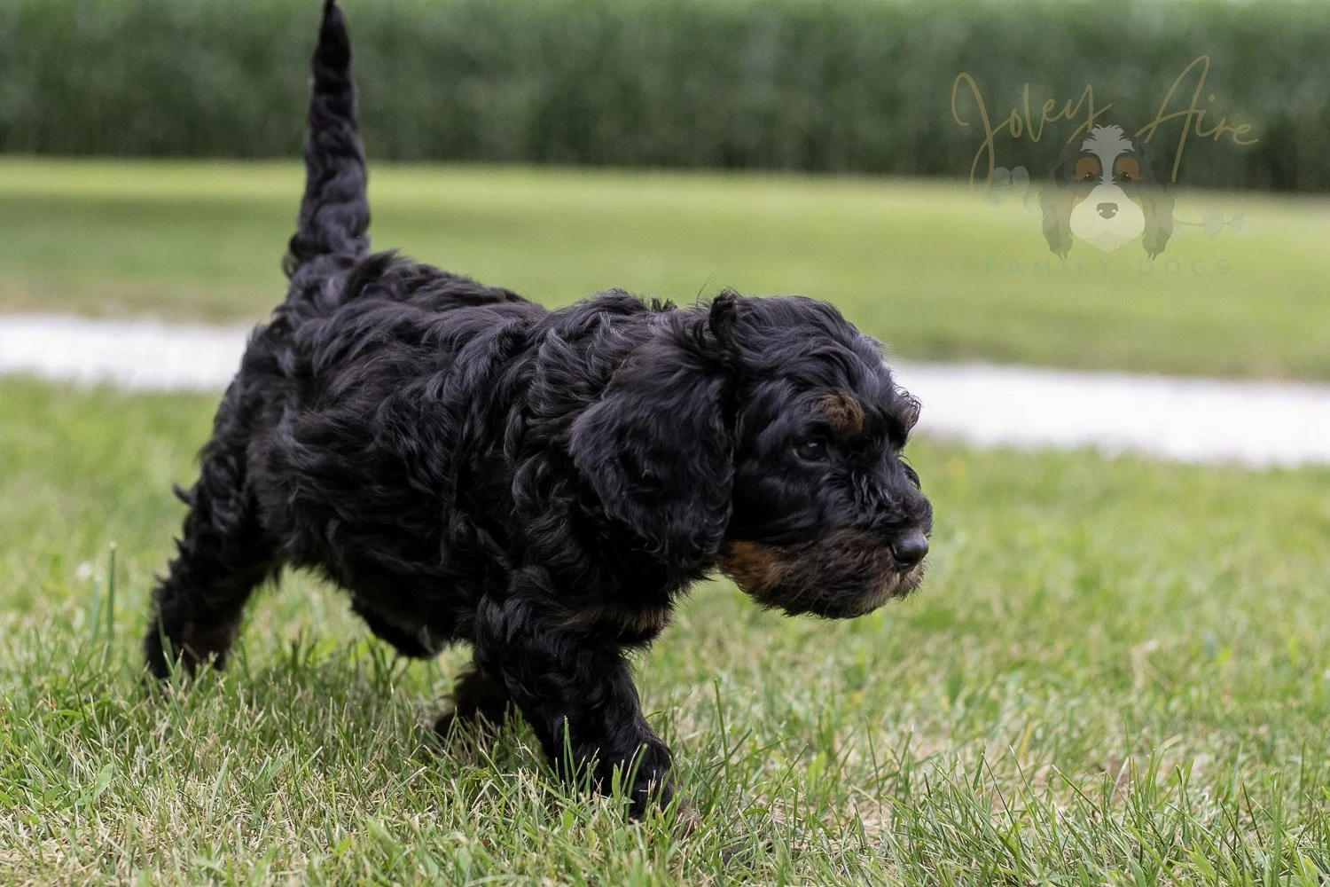 Acadia Bernedoodle Puppy-93.jpg